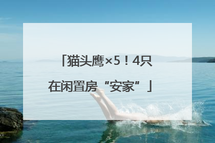 猫头鹰×5！4只在闲置房“安家”